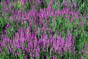 Loosestrife: Purple Loosestrife