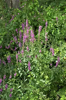 Loosestrife: Purple Loosestrife