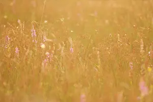 Drents: Purple Loosestrife