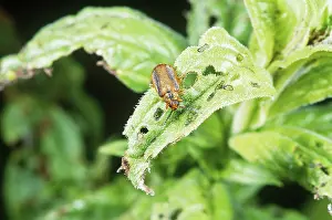 Pusilla: Purple Loosestrife Defoliating Beetle