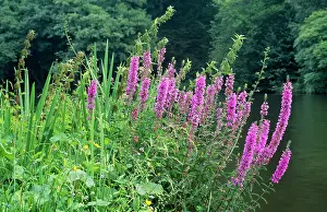 Candle: Purple Loosestrife - Fire Candle