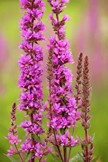 Loosestrife: Purple Loosestrife - in flower. Wetland plant