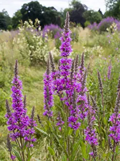 Birmingham: Purple loosestrife flowers - Birmingham UK