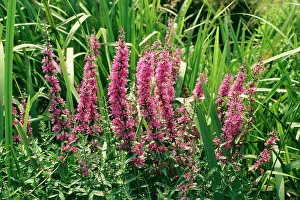 Loosestrife: Purple Loosestrife Plant