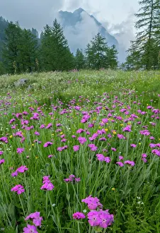 Flos: Purple lychnis, Lychnis flos-jovis, on Col de la