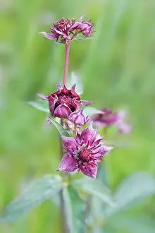 Cinquefoil: Purple Marshlocks / Swamp Cinquefoil