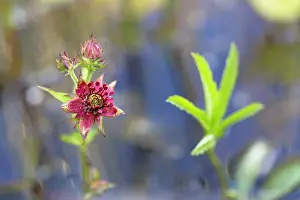 Grow: Purple Marshlocks / Swamp / Marsh Cinquefoil