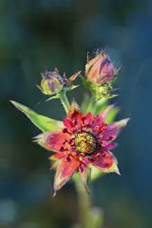 Grow: Purple Marshlocks / Swamp / Marsh Cinquefoil