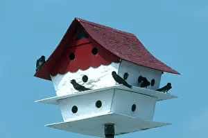 Communal: Purple Martin House