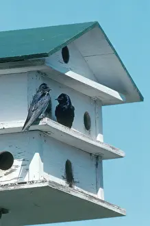 Communal: Purple Martin House