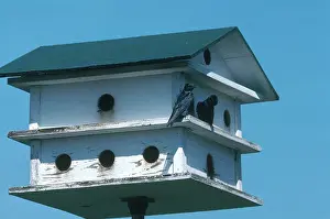 Communal: Purple Martin House