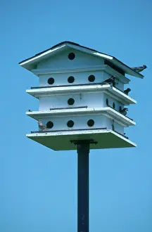 Hirundinidae: Purple Martin House