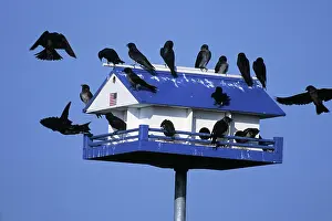 Nestbox: Purple Martin nest box