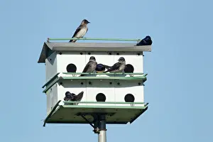 Subis: Purple Martin - nesting in Purple Martin house