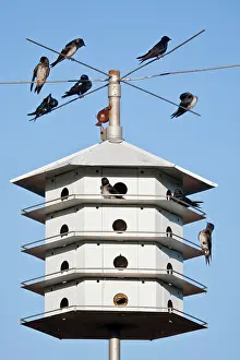 Ditto: Purple Martin (Progne subis) at nest box