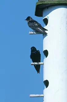 Nestbox: Purple Martins
