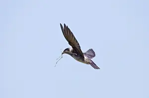 Martins: Purple Martins - adult female with nest material