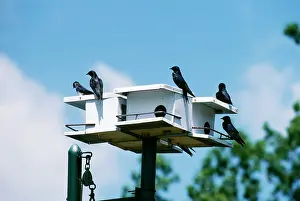 Nancy Jennings: Purple Martins - on bird house