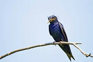 Martins: Purple Martins - with food in beak in spring near