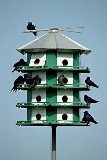 Subis: Purple Martins - On multicelled nesting house
