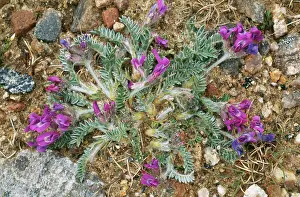 Vetch: Purple MILK-VETCH - in flower