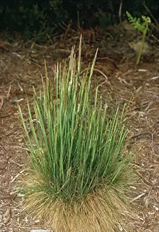 Molinia: PURPLE MOOR GRASS