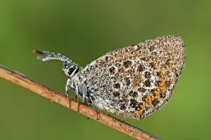 Argus: Purple Moor-Grass
