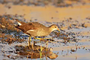 Moorhens: Purple Moorhen