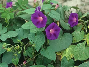 Weed: Purple morning glory