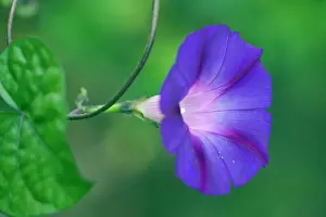 Ipomoea: Purple morning glory, Ipomoea purpurea Feringa