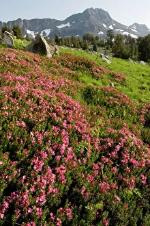 Phyllodoce: Purple Mountain Heath in masses near Winnemucca