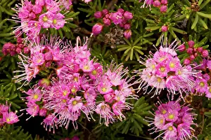 Phyllodoce: Purple Mountain Heath - in masses near Winnemucca