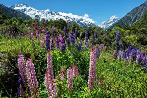 Lupin: Purple multileaved lupines (Lupinus polyphyllus)