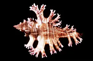 Ken Lucas: PURPLE MUREX SHELL