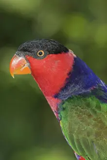 Naped: Purple-Naped Lori
