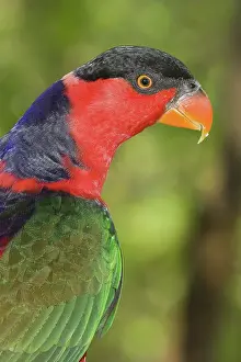 Naped: Purple-Naped Lori