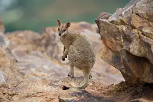 Petrogale: Purple-necked Rock-Wallaby