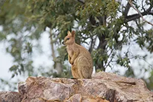 Petrogale: Purple-necked Rock-Wallaby