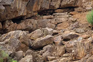 Petrogale: Purple-necked Rock-Wallaby - near Mt Isa at the