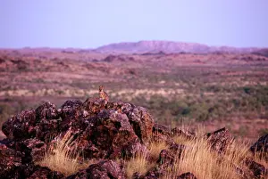 Lateralis: Purple-necked Rock-wallaby - in shrub plain habitat