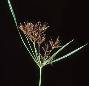 Sedge: Purple nutsedge flower spike