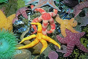 Ochraceus: Purple / Ochre Sea Star - with Giant Green Anemone