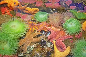 Ochraceus: Purple / Ochre Sea Star - with Giant Green Anemone