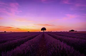 Lavender: Purple and orange sky at sunset in a lavender field