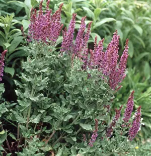 Sage: Purple ornamental sage
