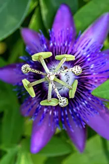 Engelbrecht: Purple passionflower