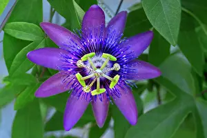 Engelbrecht: Purple passionflower