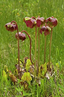 Saddle: Purple pitcher plant - an insectivorous plant of