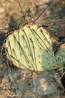 Opuntia: Purple Prickly Pear