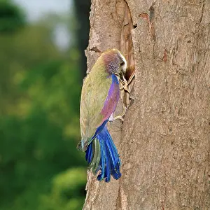 Naevia: Purple Roller - with insect in beak